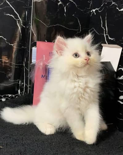 Persian kitten Female Triple Coated