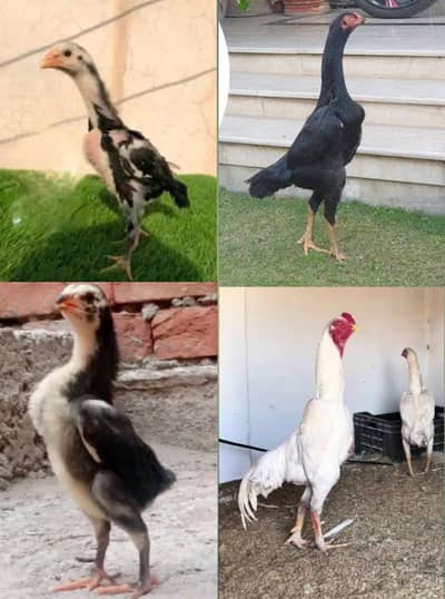 O shamo chozay | King Shamo | Aseel Shamo | Bahawalpur| All clr chozay