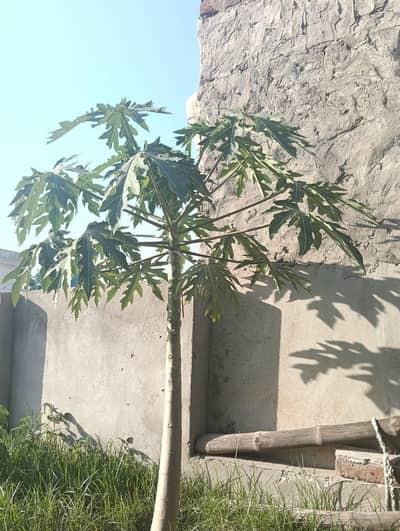 Alovera, Guava, Anaar, Amrood, Angoor, Grapes, Papaya, Papeete