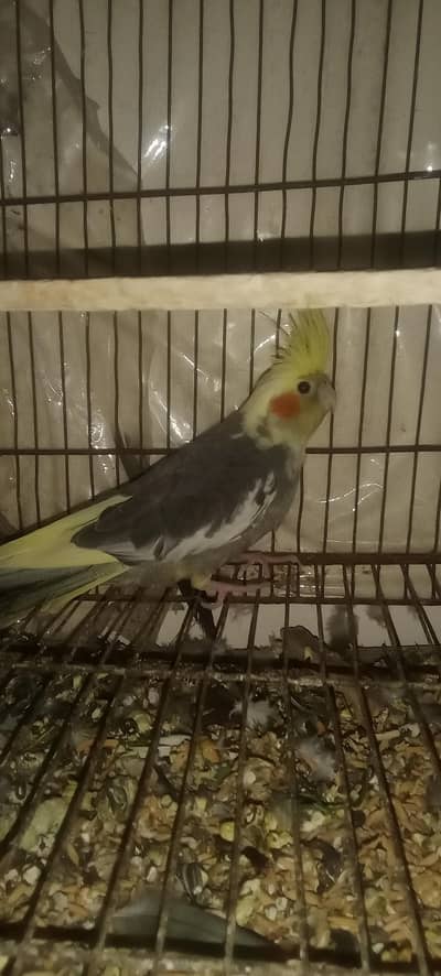 parrot/cocktail pair of sale.