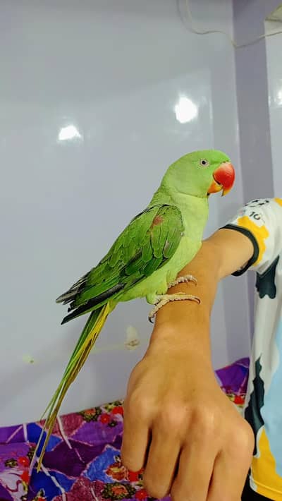 Alexandrine Parrot