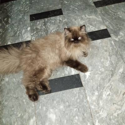 punch face male triple coat