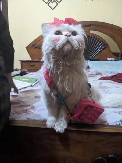 male Persian cat  double coated