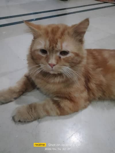 Male cat for sale