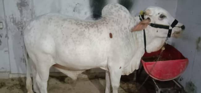 VIP Sibi Bhagnari Bull – Heavy Weight & Pure Breed