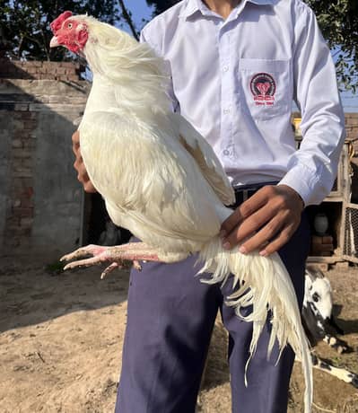 aseel heera  chicks   10 pieces available