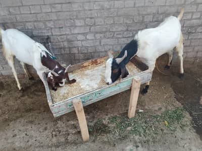 4th goats  are selling