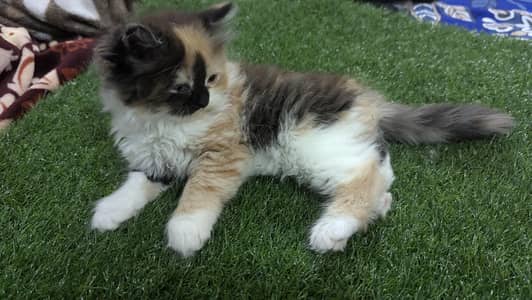 Persian Kitten