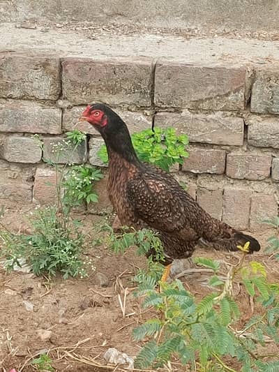 boht he achi breed hy tai +misra + mianwali high quality