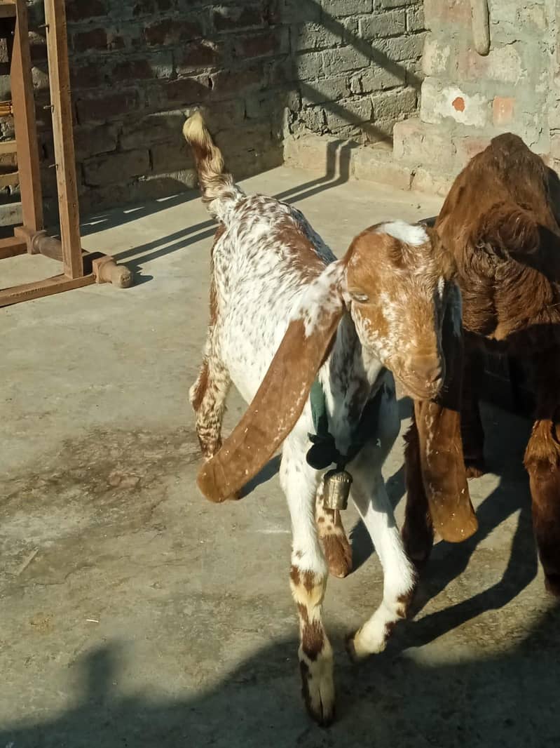 bakra 0