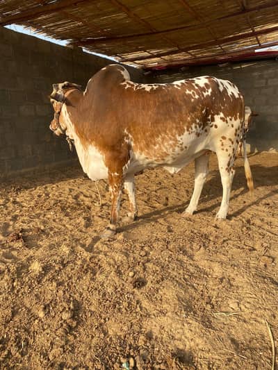 Bachrri for sale Khubsurat achay wazan mai