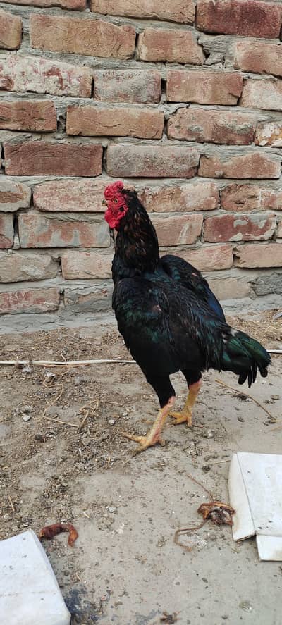 zero size ko Shamu top quality Bird. Rs. 15000. contact. 030045939323.