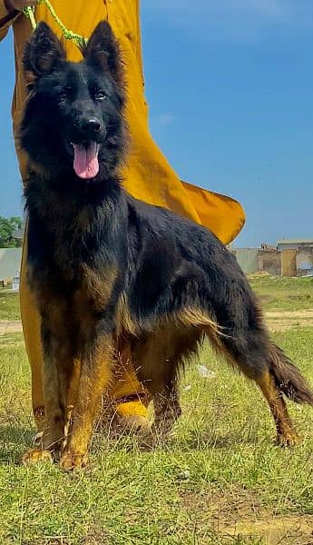 Belgium Shepherd female 8 mahnt for sale active and healthy available
