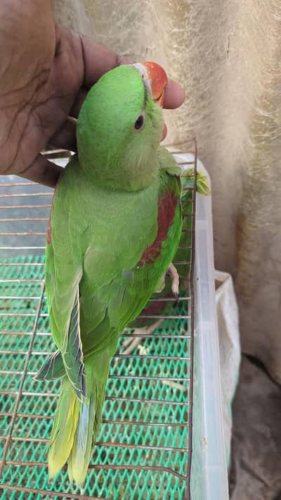 Kashmiri Raw Chick Male Active Healthy