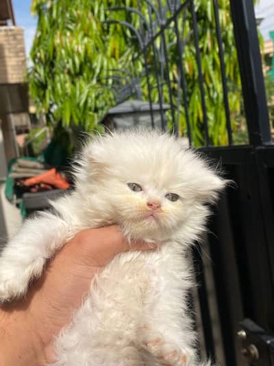 tripple coat persion kittens