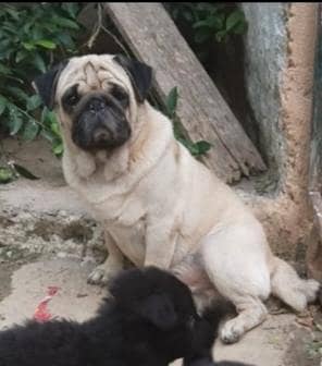 Pug pair for sale (urgent)