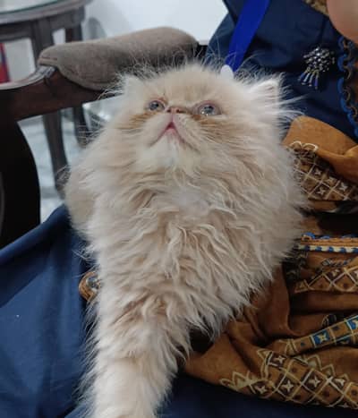 Persian / Punch Face / Kitten / Female