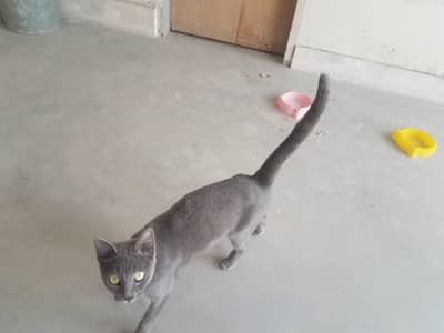 Russian Blue Cat
