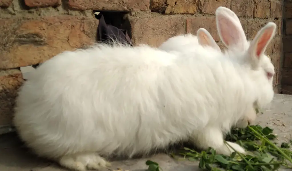 Red Eye White Angora-like, single colour plain brown Rabbits