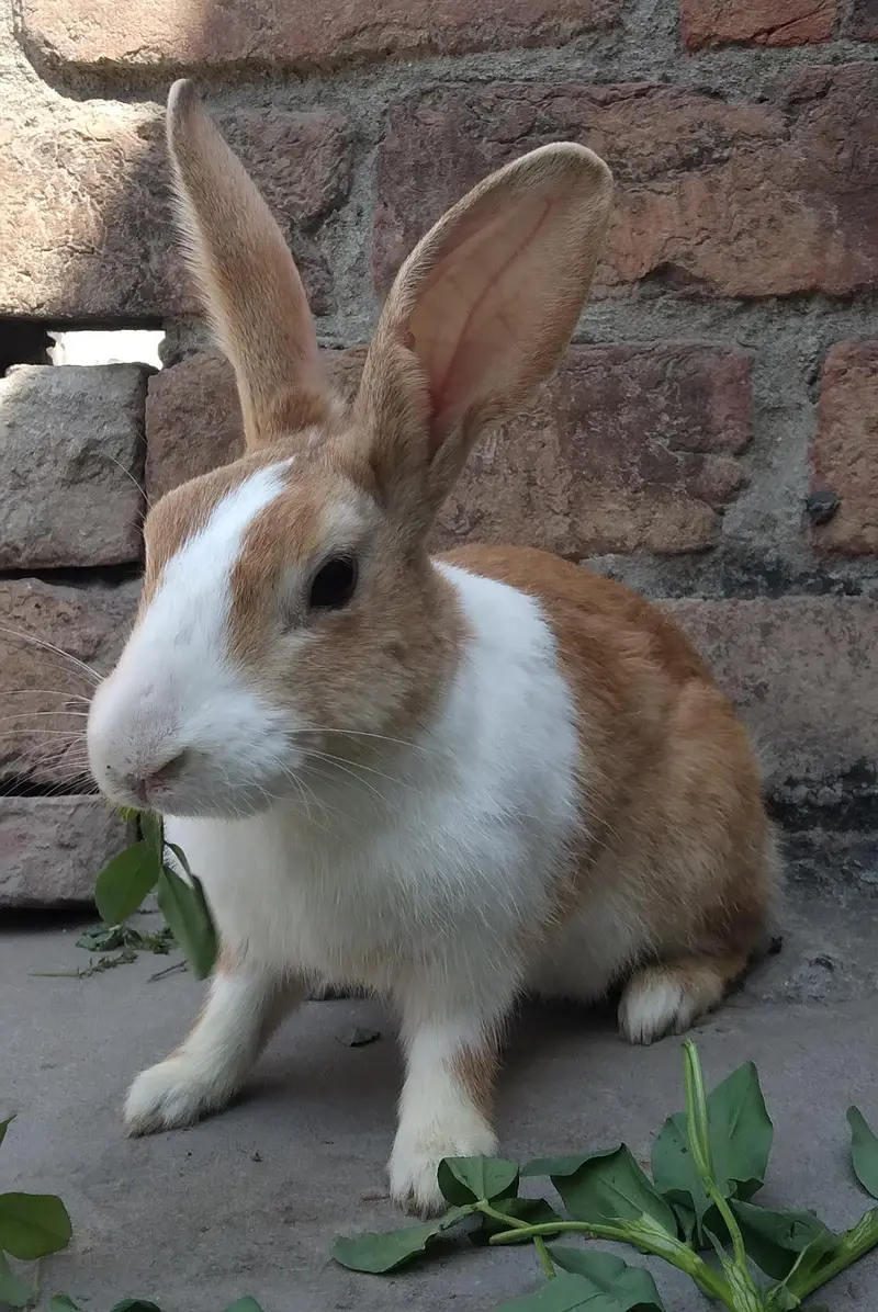 Red Eye White Angora-like, single colour plain brown Rabbits — photo 4