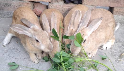Red Eye White Angora-like, single colour plain brown Rabbits