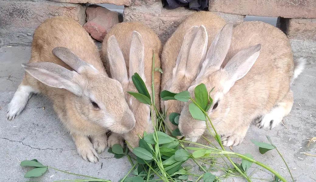 Red Eye White Angora-like, single colour plain brown Rabbits — photo 5