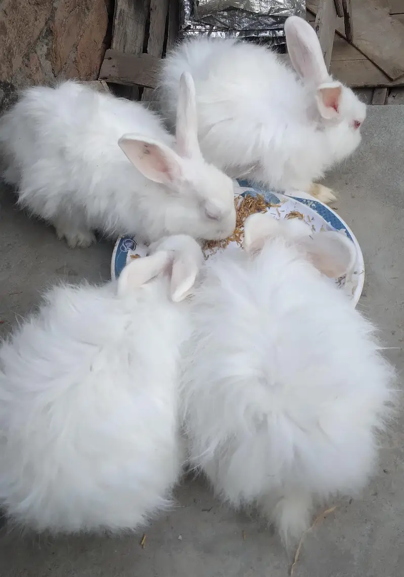 Red Eye White Angora-like, single colour plain brown Rabbits — photo 6