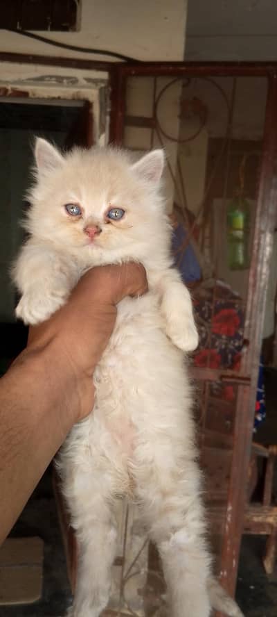 triple couted with dol face