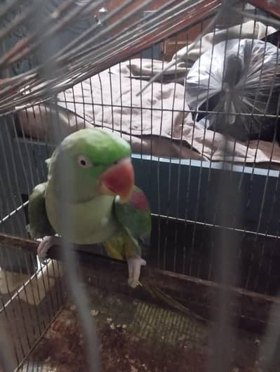 Raw Female parrot for sale