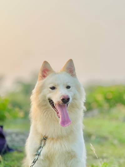 White Siberian Husky Looking for new Shelter. BIG OFFER .