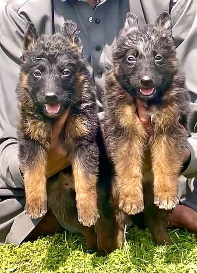 German Shepherd, long coat, Jolly 2 month for sale