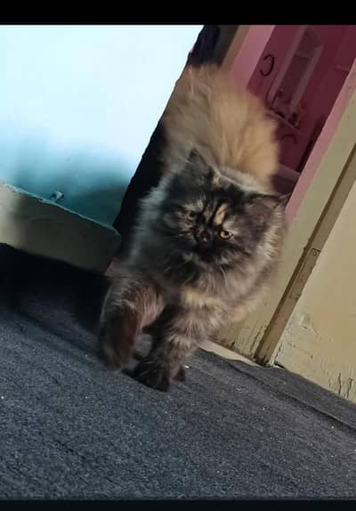 persian cat for sale