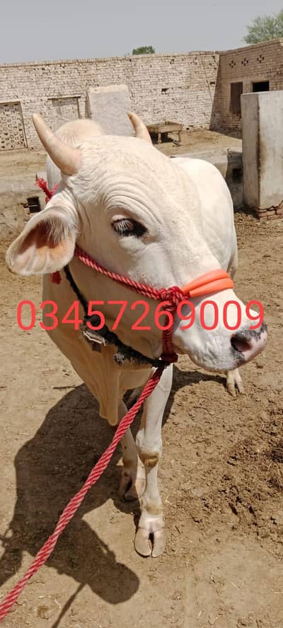 white wecha ready for qurbani