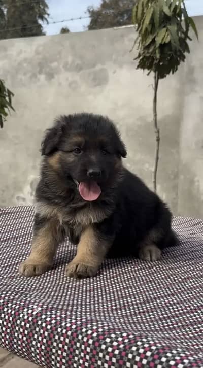 German Shepherd Puppies WhatsApp03201503884
