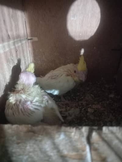 pair+pice 3177665076 one pice prices