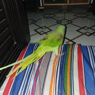 raw talking parrot for sale 03054636833