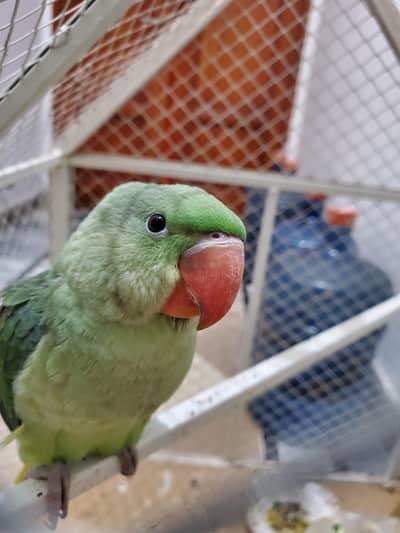 Raw Parrot for sale Jumbo Size Baby Talking Self