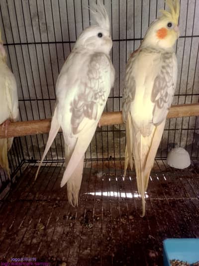 0341,2954,352 location Alipur chatha  Cocktail beautiful color