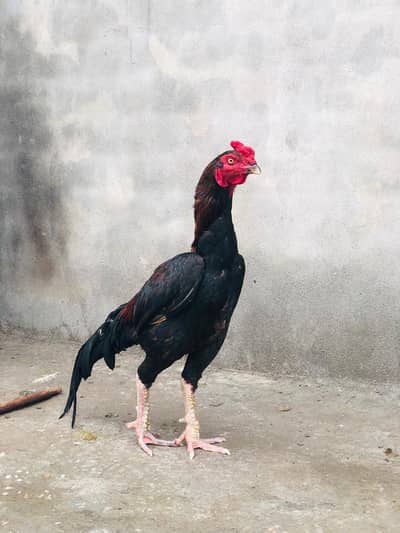 Aseel trio set for sale