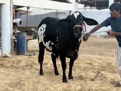 Bachri available for sale