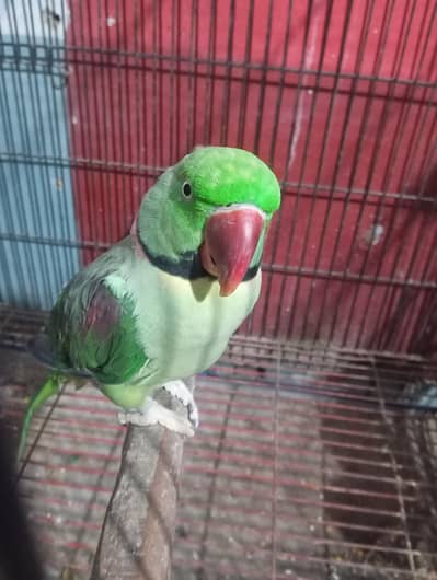 brider male hai. . kal hi Madi mari hai is pier ne 5 bachy diye Hain. .