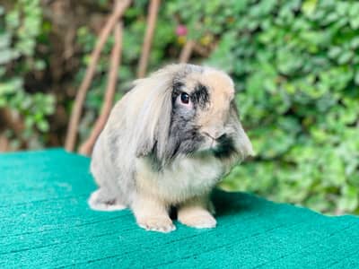 Imported/Rabbits/Holland/Fuzzy/Lop/TeddyBear/Lionhead/Dwarf