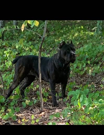 Cane Corso pedigree