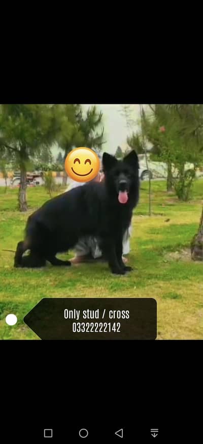 highly pedigree puppies and high quality stud males