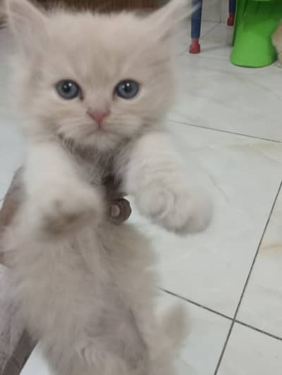 Australian Punch Face Kittens