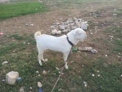 Pure teddy Bakra, white eyes without horn