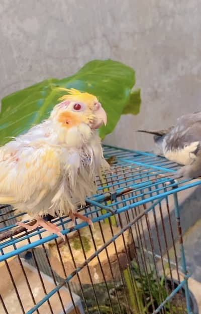 2 Trained Cocktail bird - 6 WEEK OLD