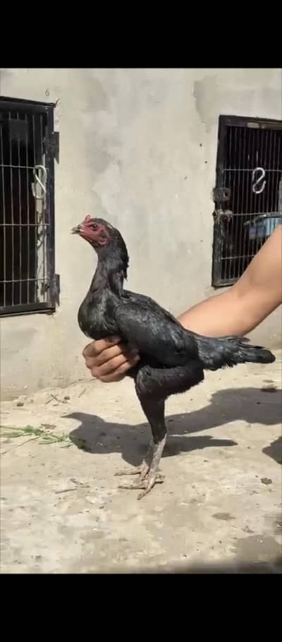 thai pokoye female egg laying