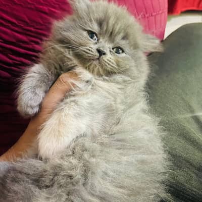 Pure Persian Kitten for Sale | 2 Months Old | Healthy & Playful