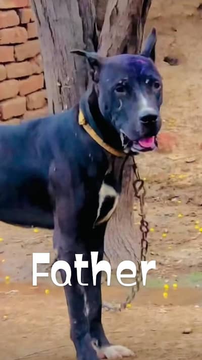 (0.3. 2.0. 4.4. 2.6. 5.3. 8). bully gultair 2 month age security dog